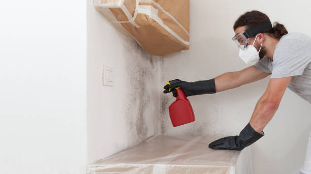 Professional Black Mold Removal technician working in Cary, NC